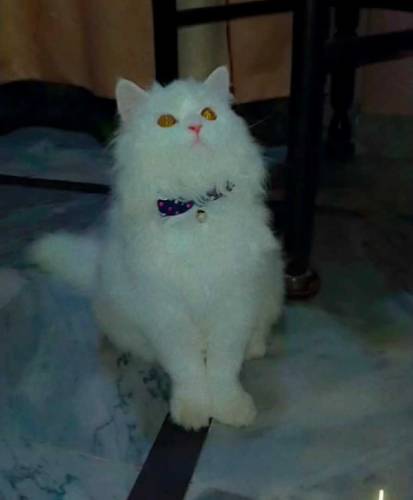persian male cat for sale vaccination card b available ha