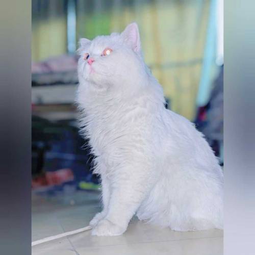 persian male cat for sale vaccination card b available ha