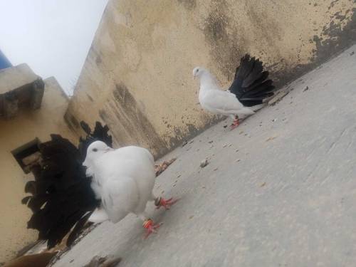 Balaick Tail  and ghubara