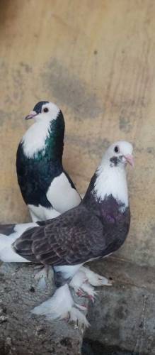 Balaick Tail  and ghubara