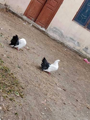 Balaick Tail  and ghubara