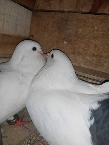 Balaick Tail  and ghubara