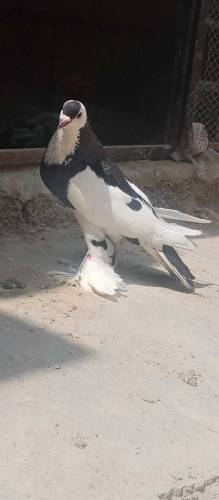 Balaick Tail  and ghubara