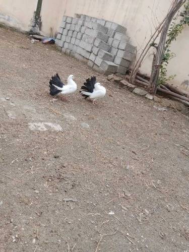 Balaick Tail  and ghubara