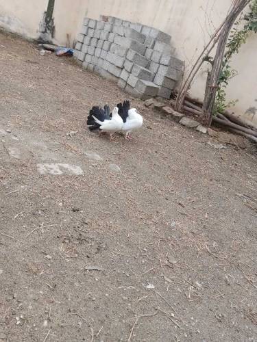 Balaick Tail  and ghubara
