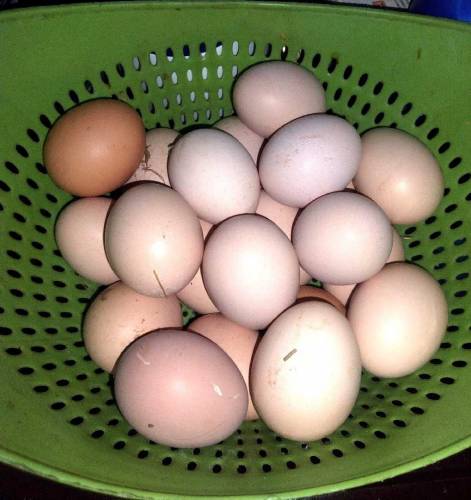Desi Eggs 
