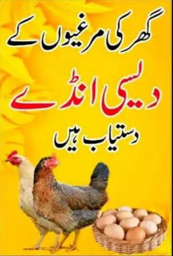 Desi Eggs 