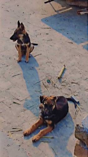 German Shepherd puppies male and female of 4 months both for sale 