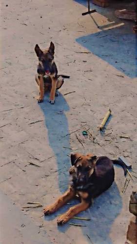 German Shepherd puppies male and female of 4 months both for sale 