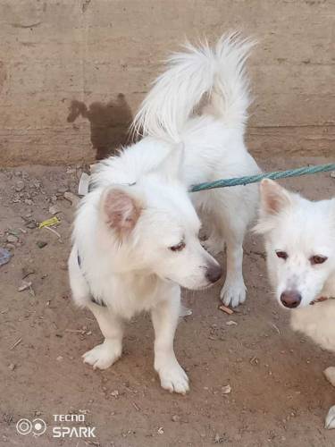 Russian Dogs Available 