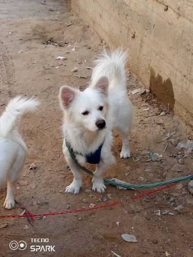 Russian Dogs Available 