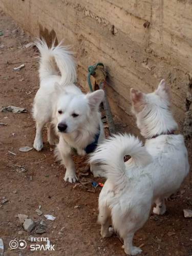 Russian Dogs Available 
