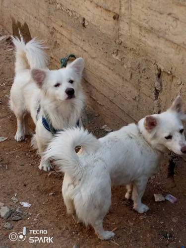 Russian Dogs Available 