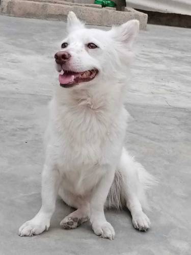 Russian Dogs Available 