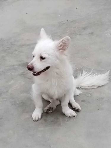 Russian Dogs Available 