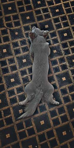 Russian Dogs Available 