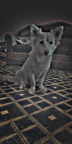 Russian Dogs Available 