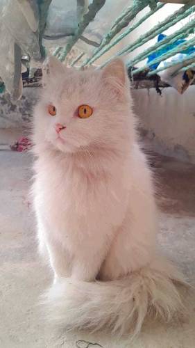 Persian cat female yellow eyes 