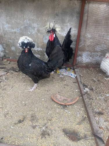 silky pair and black polish pair 
