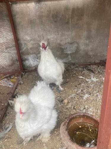 silky pair and black polish pair 
