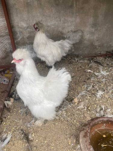 silky pair and black polish pair 