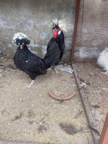 silky pair and black polish pair 