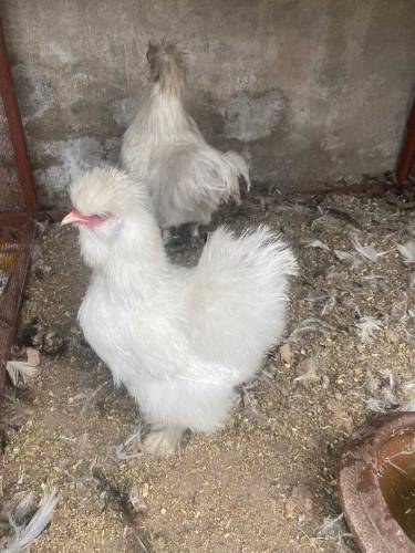 silky pair and black polish pair 