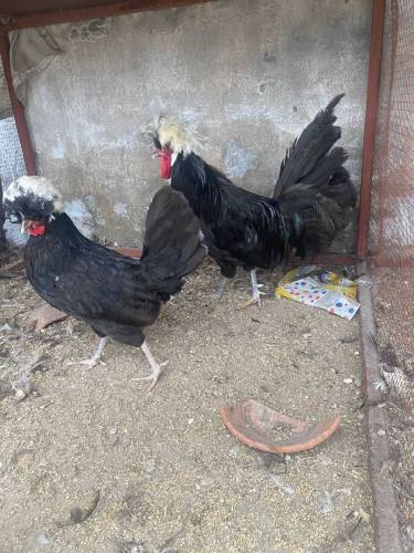 silky pair and black polish pair 