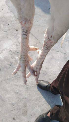 aseel heera