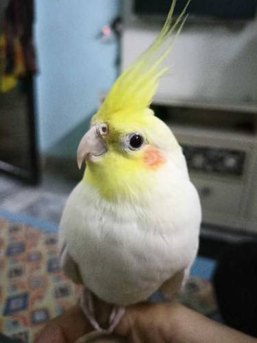 cocktail red eye parrot