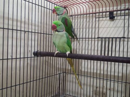 Alexander Parrots