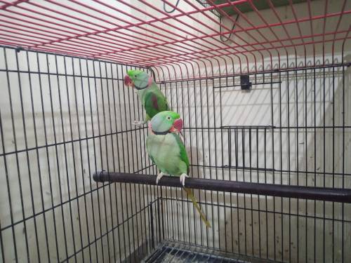 Alexander Parrots