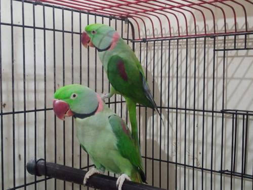 Alexander Parrots