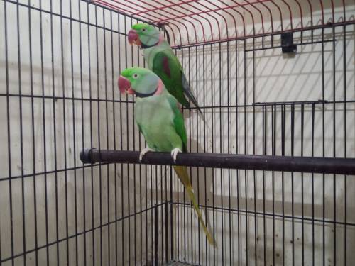 Alexander Parrots