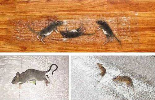 Transparent Rat Trap Magic Carpet +Free Home Delivery 