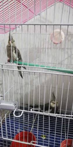 cocktail parrots 