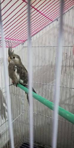 cocktail parrots 