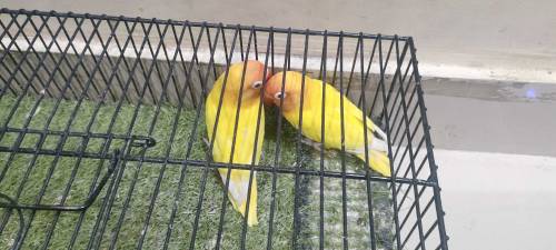 love birds sell 