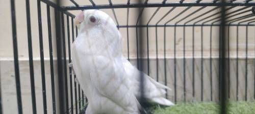 love birds sell 