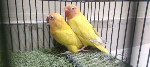 love birds sell 