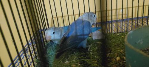 love birds sell 