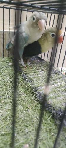 love birds sell 