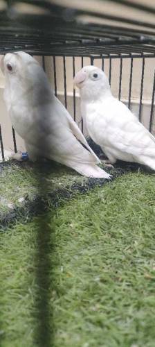 love birds sell 