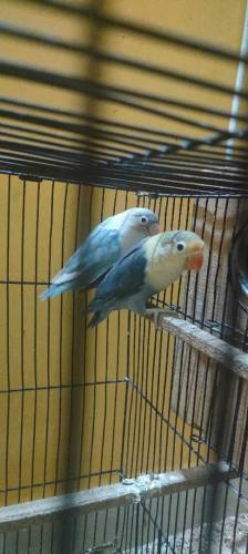 love birds sell 