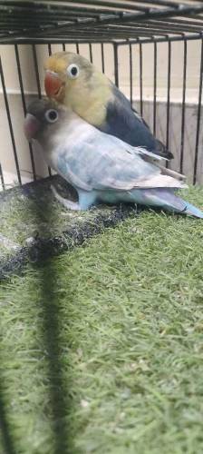 love birds sell 