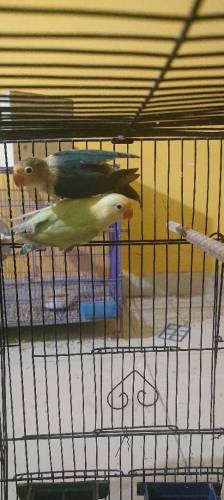 love birds sell 
