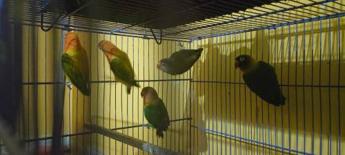love birds sell 
