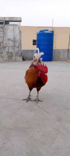 Healthy murghe desi hen dino ki age 6 month he ak rd ak full white he 