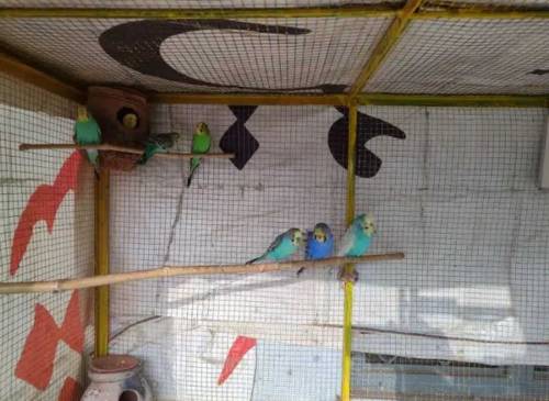 budgie, exhibition and hogoromo for sale 