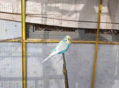 budgie, exhibition and hogoromo for sale 